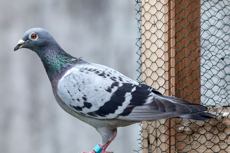 Pigeon Net For Balcony