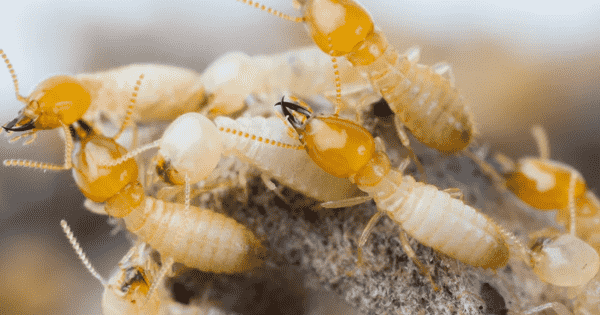 termite control providers in hyderabad 