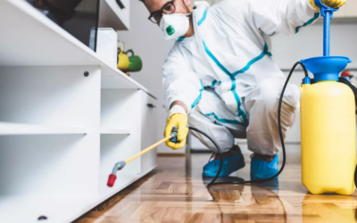 Top 10 Tips for Effective Pest Control Services