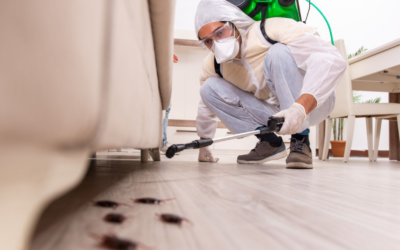 termite treatment cost in hyderabad