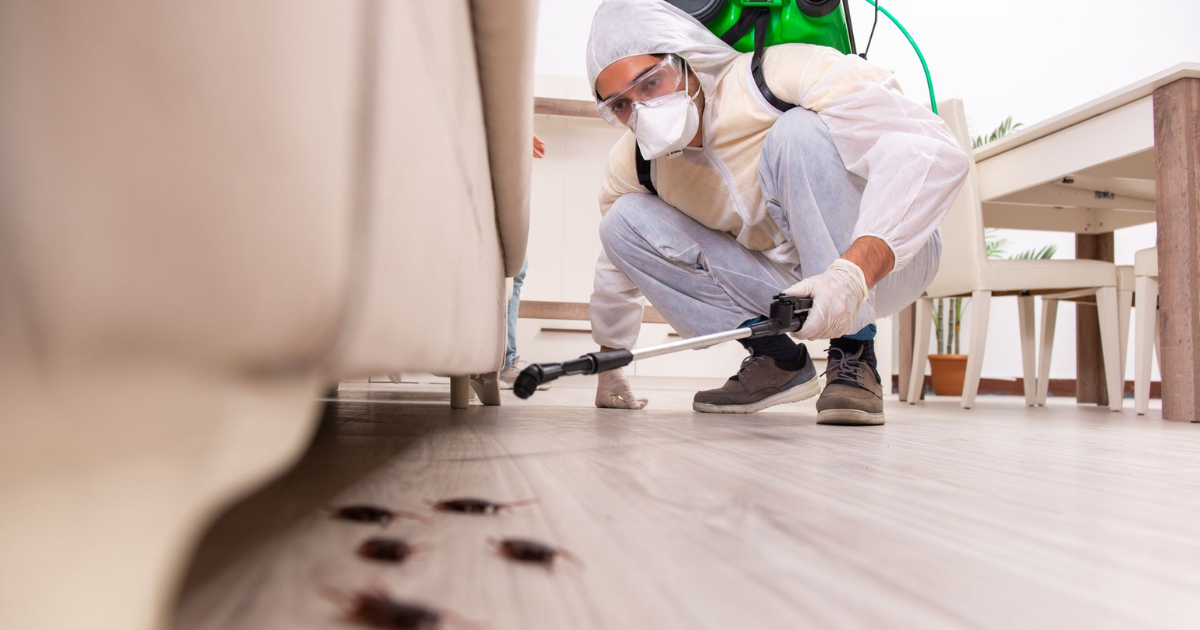 termite treatment cost in hyderabad