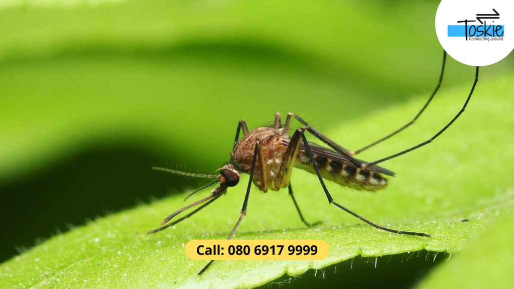 mosquito control services