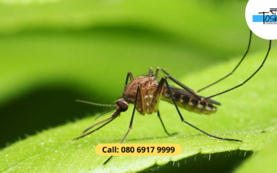 mosquito control services