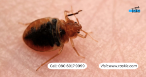 Bed Bug Treatments for your Home