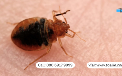 Bed Bug Treatments for your Home