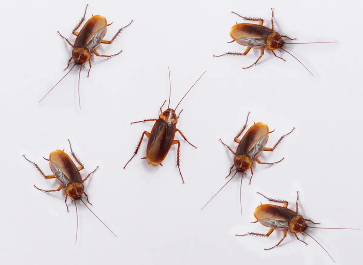 These Unexpected Things Are Bringing Pests into Your Home.