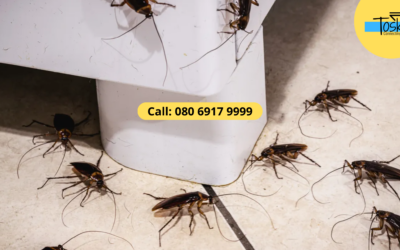 cockroach pest control in Hyderabad