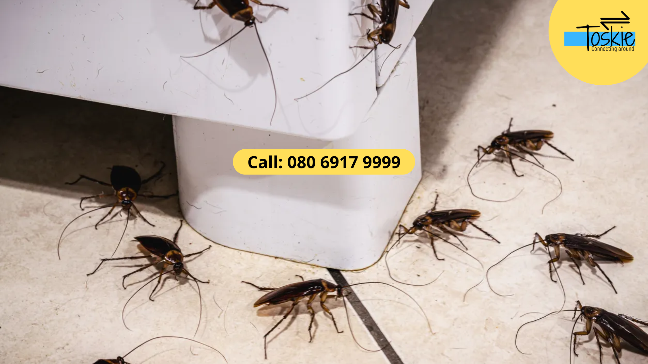 cockroach pest control in Hyderabad