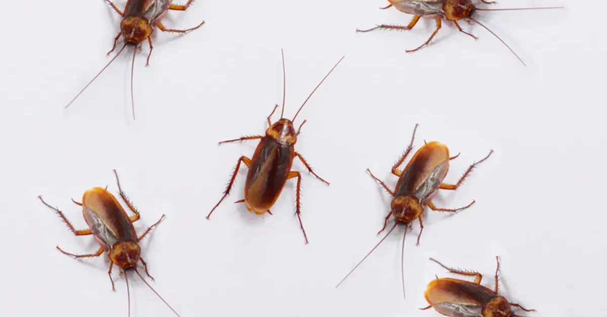 These Unexpected Things Are Bringing Pests into Your Home.